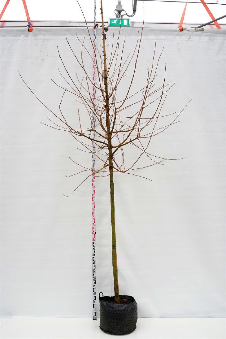 Acer campestre högstam 12-14 cm C30 (30 liters kruka)