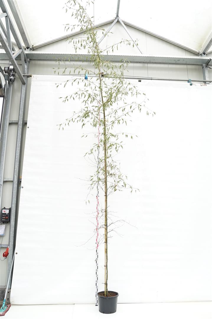 Alnus glutinosa &