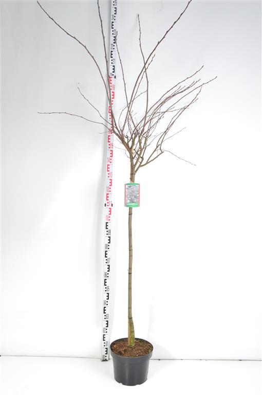 Amelanchier lamarckii stam 120 cm C10 (10 liters kruka)
