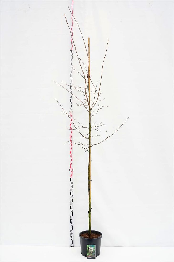 Amelanchier lamarckii Stamträd 6-8 cm, C15 (15 liters kruka)
