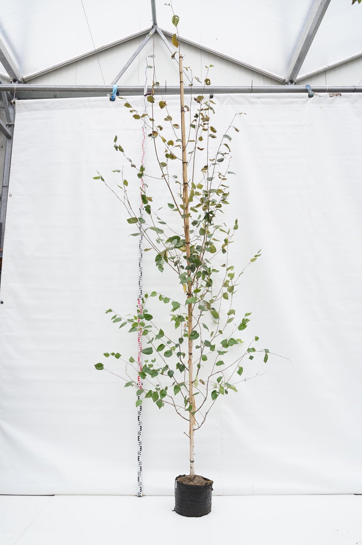 Betula utilis &