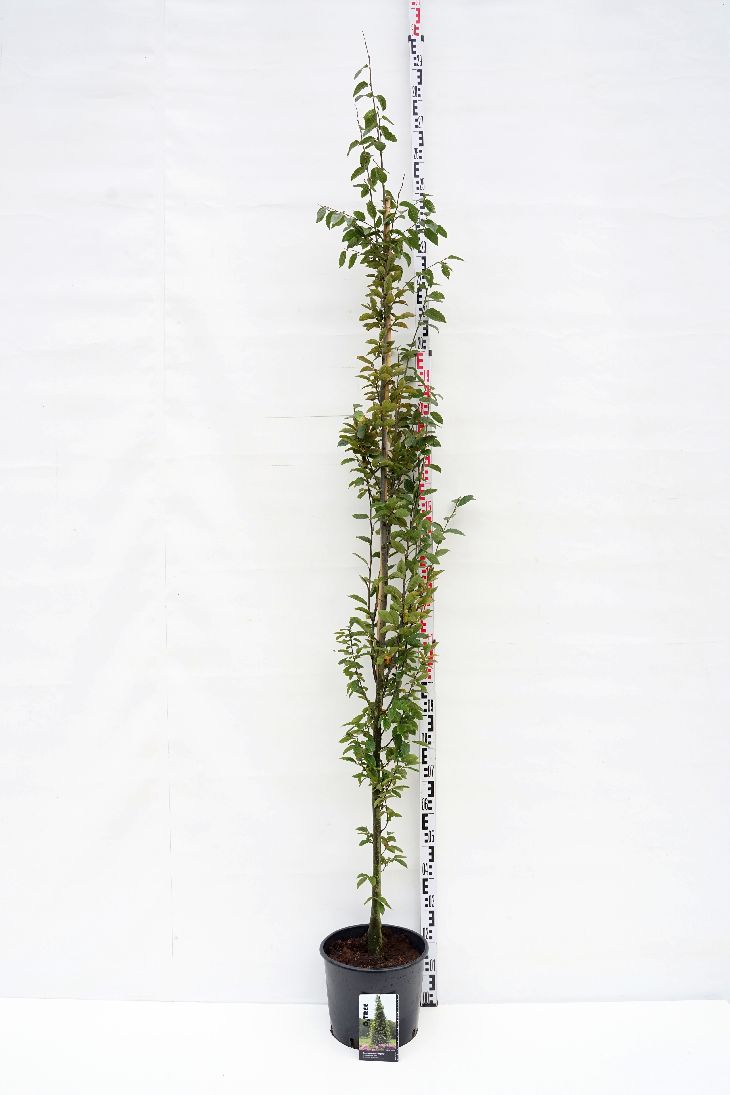 Carpinus betulus &