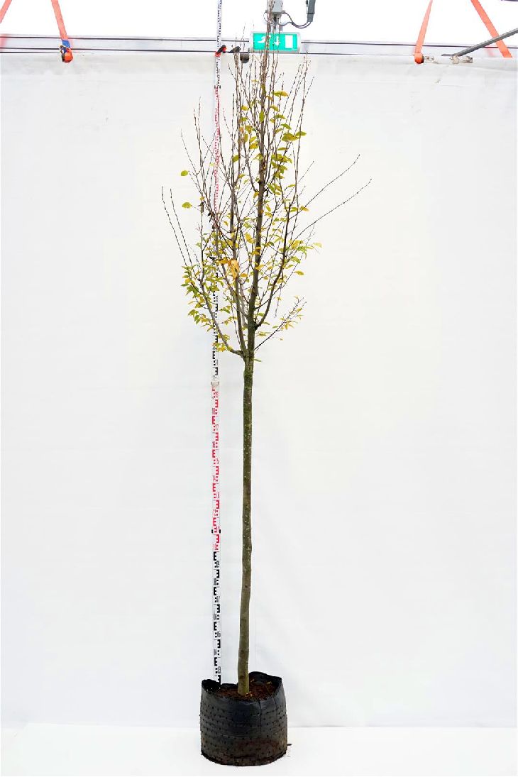 Carpinus bet. &