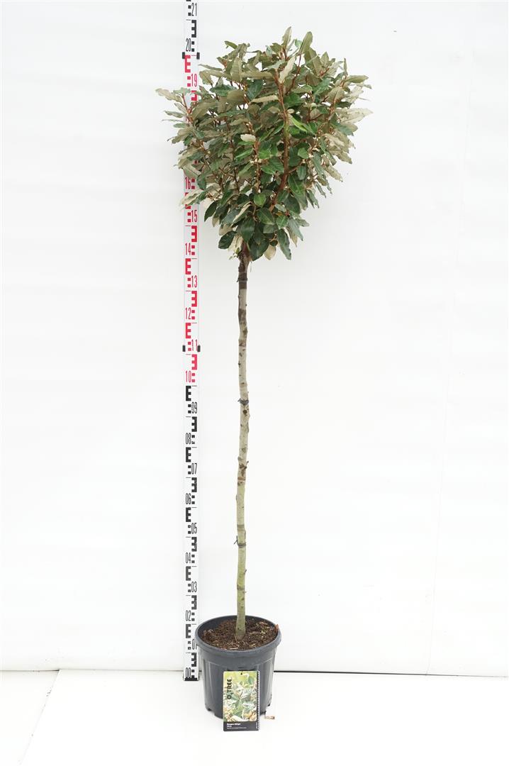 Elaeagnus ebb. &