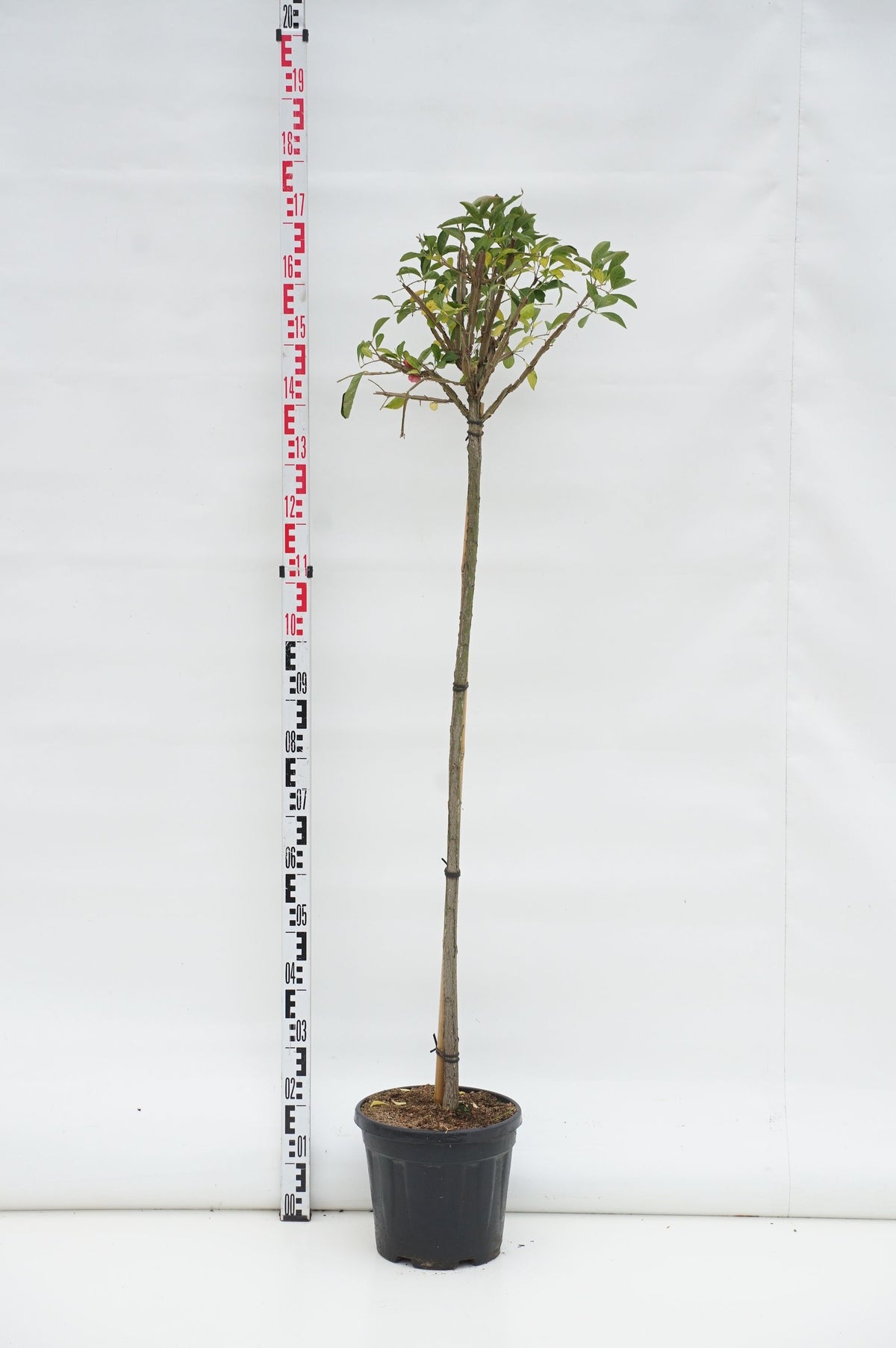 Euonymus phellomanus 120 cm stam C10 (10 liters kruka)