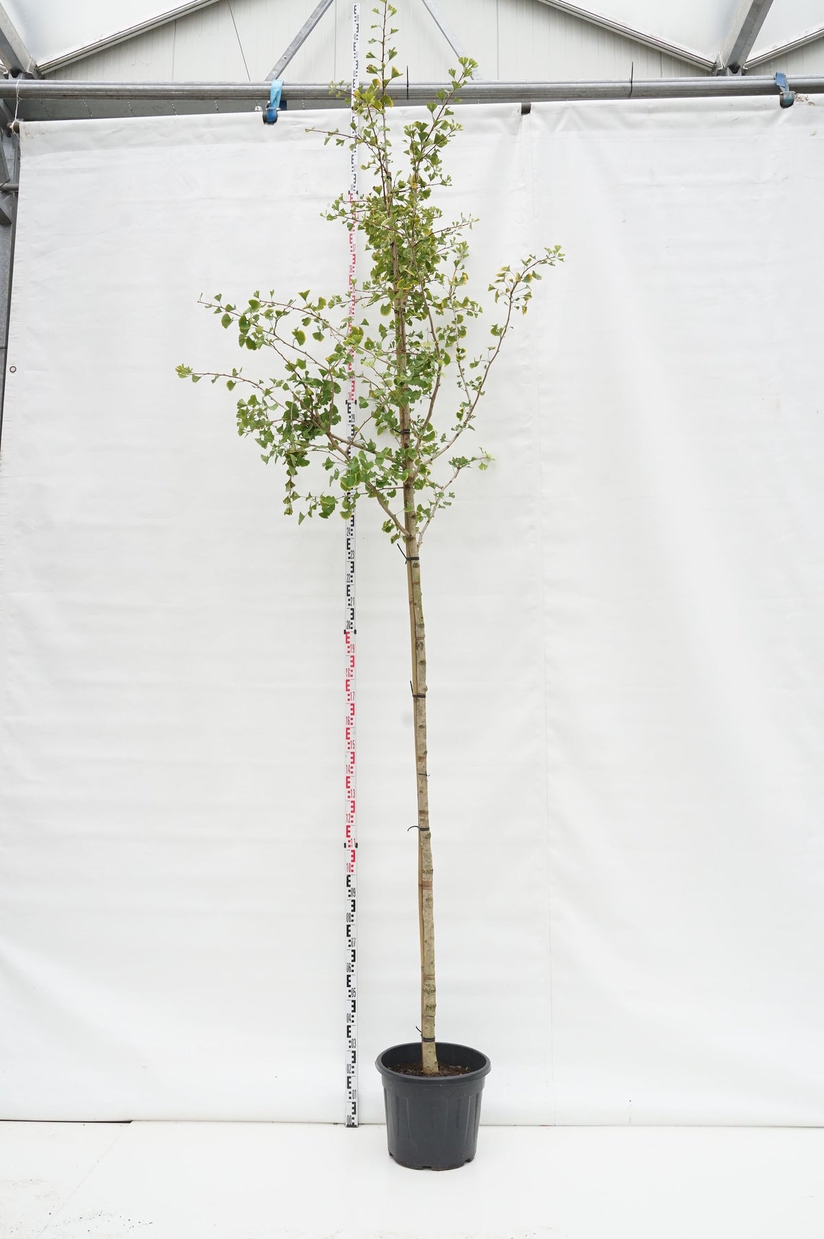 Ginkgo biloba högstam 10-12 cm C25 (25 liters kruka)
