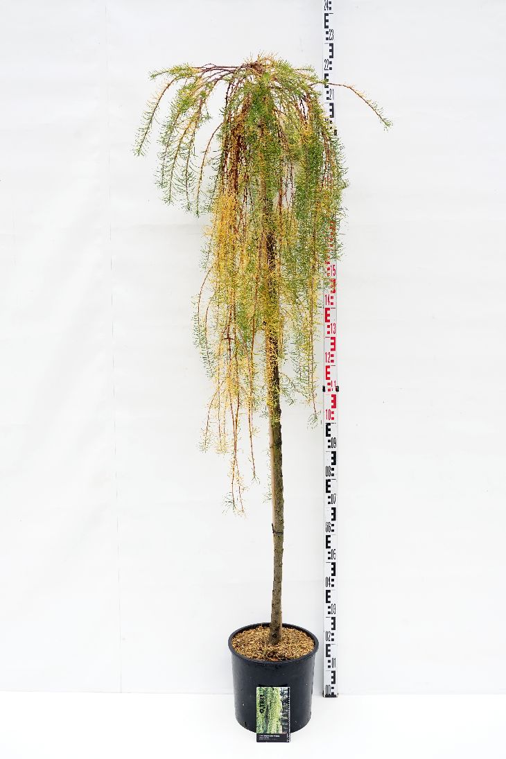 Larix kaempf. &