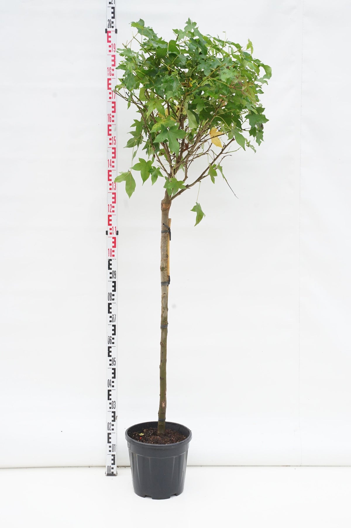 Liquidambar st. &