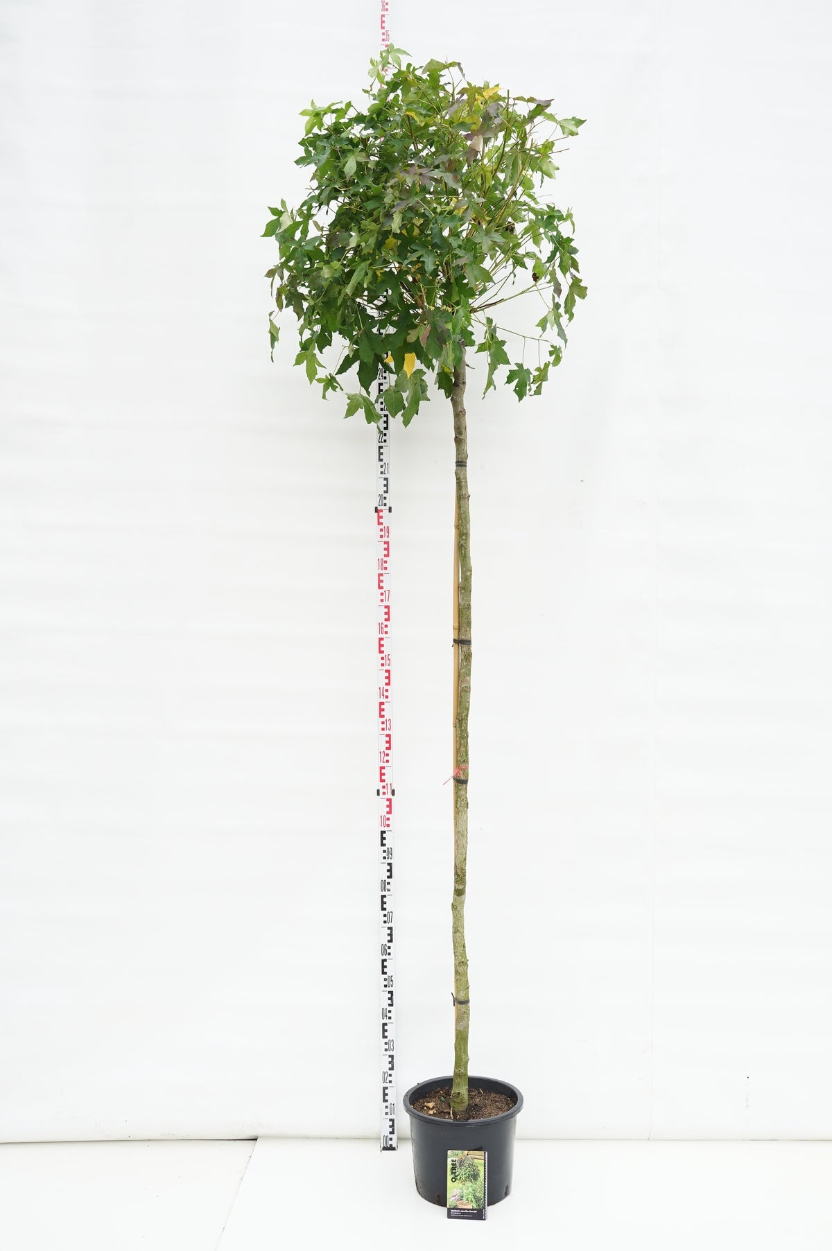 Liquidambar styraciflua &