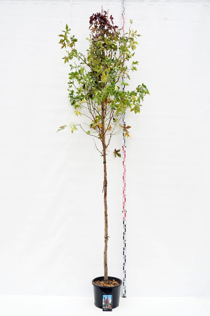 Liquidambar styraciflua C10 (10 liters kruka) 175-200 cm