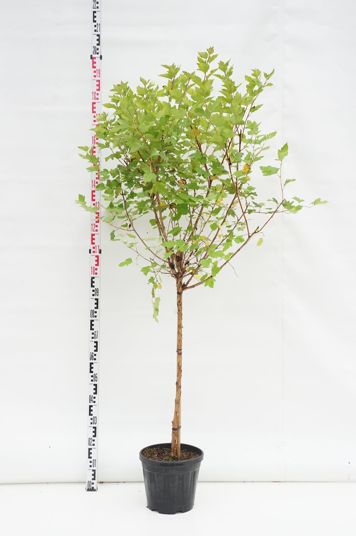 Physocarpus opulifolius &