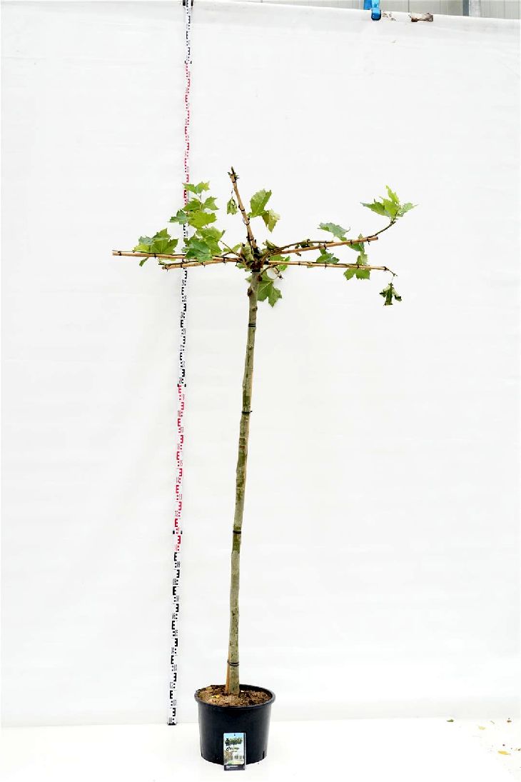 Platanus hispanica (takformad) 14-16 cm högstam C35 (35 liters kruka)