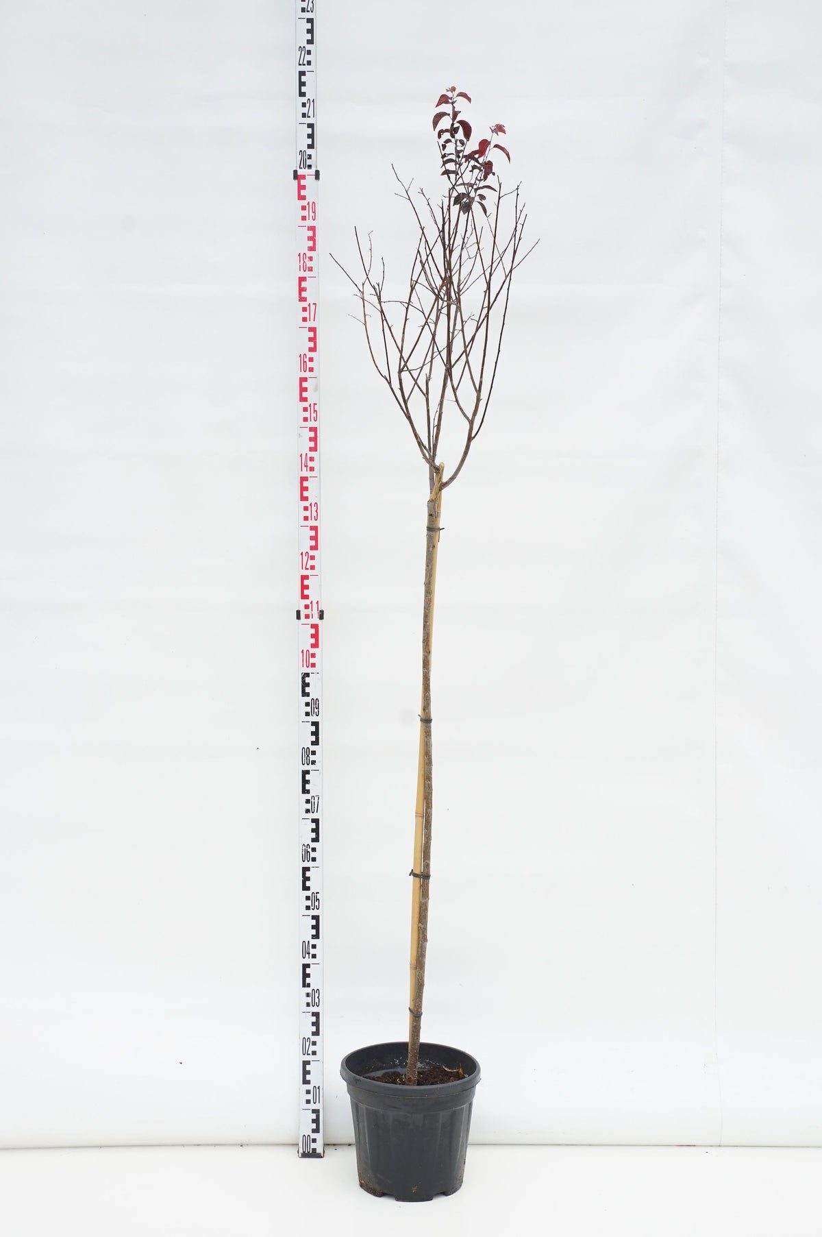 Prunus cerasifera &