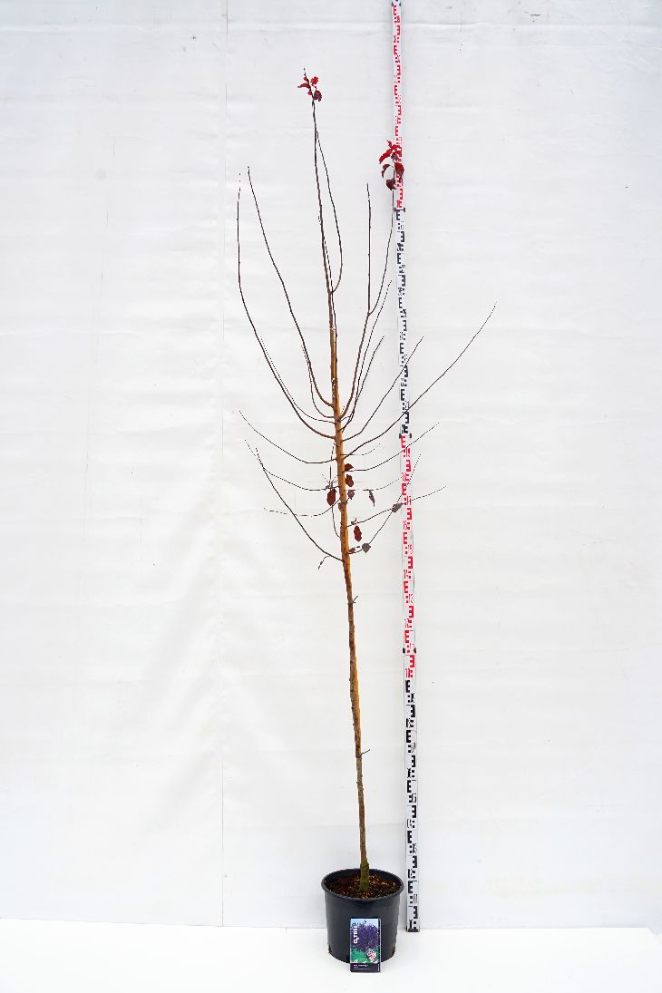Prunus cerasifera &