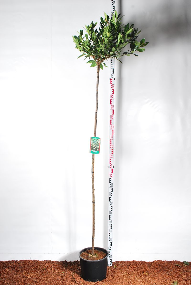 Prunus laurocerasus &