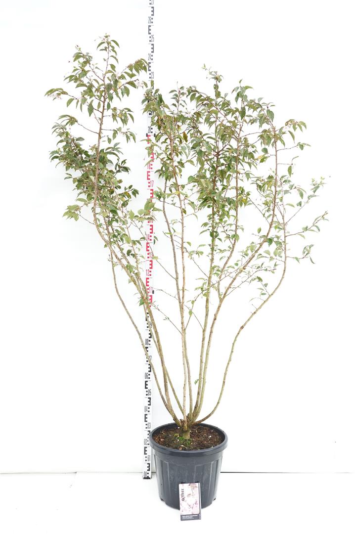 Prunus subh. &