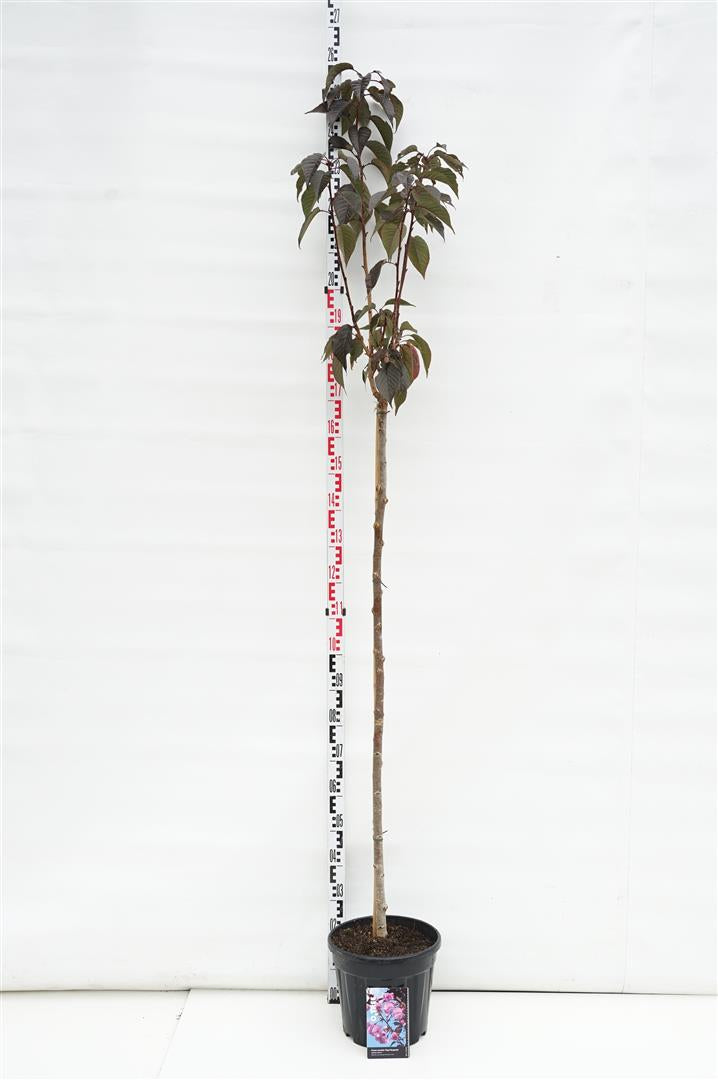 Prunus serrulata &
