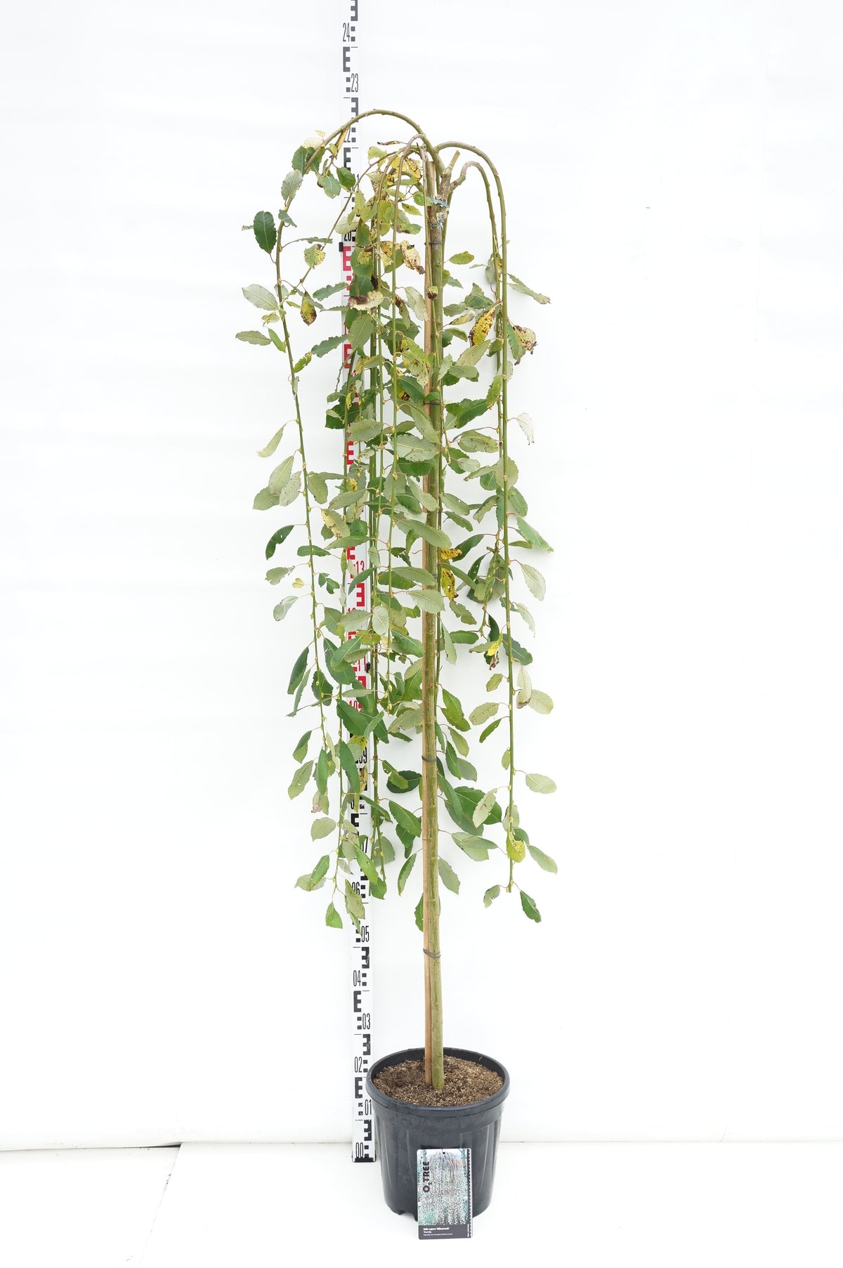 Salix caprea &