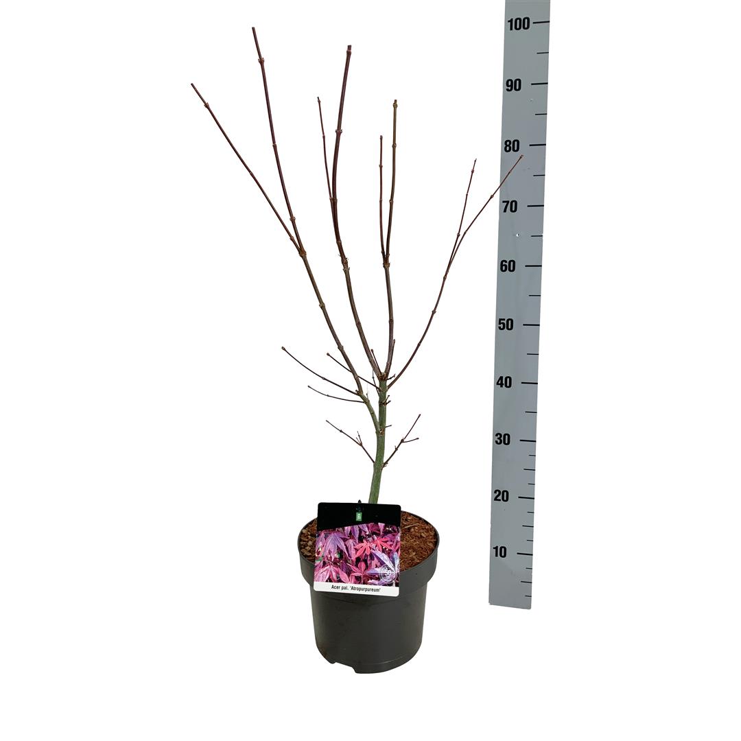 Japansk blodlönn Acer palmatum &