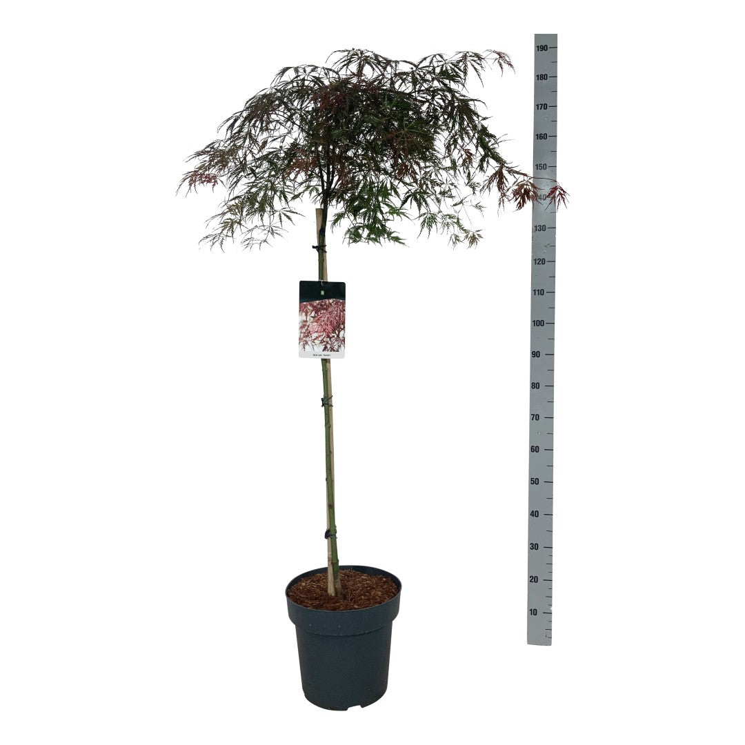Japansk lönn Acer palmatum &