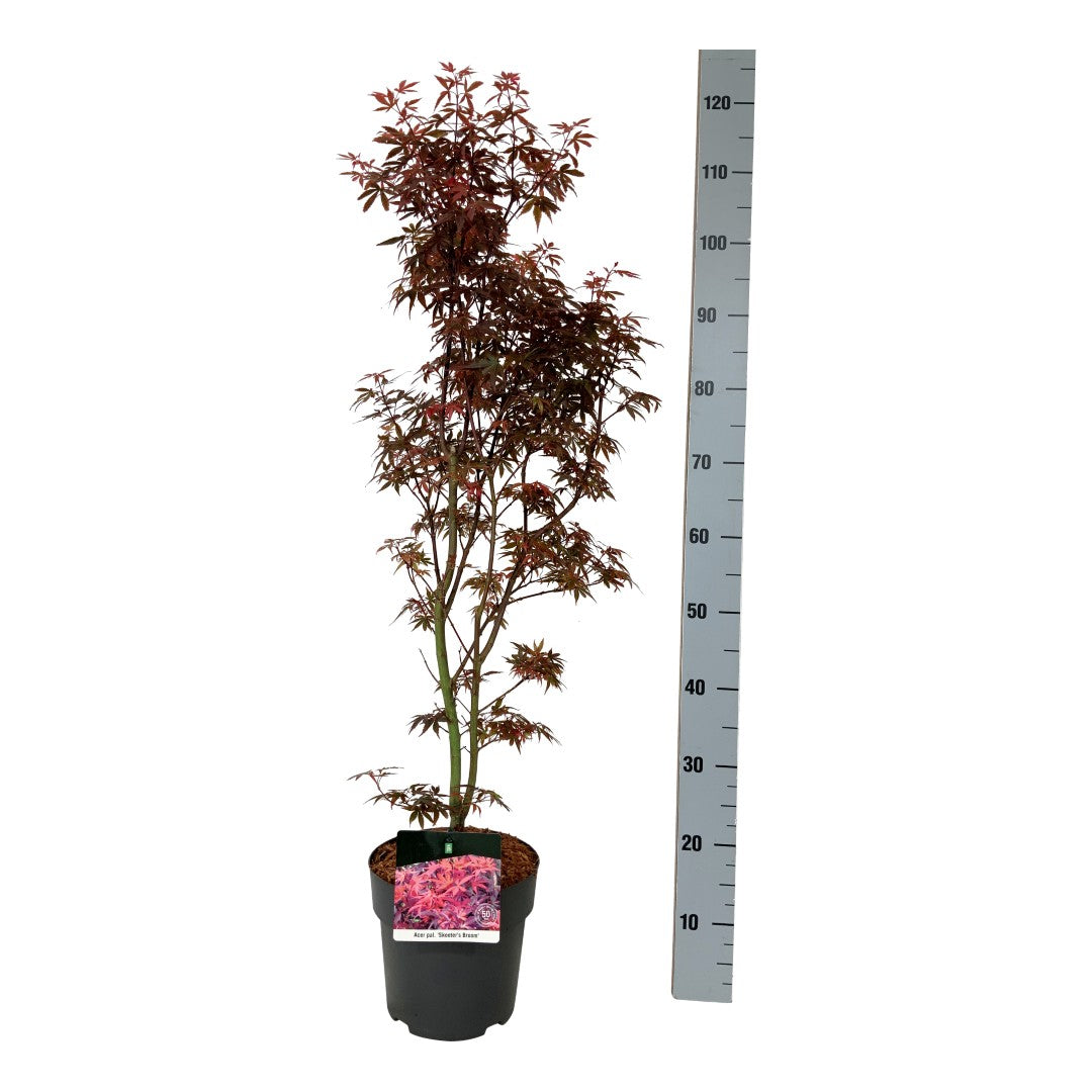 Acer palmatum &