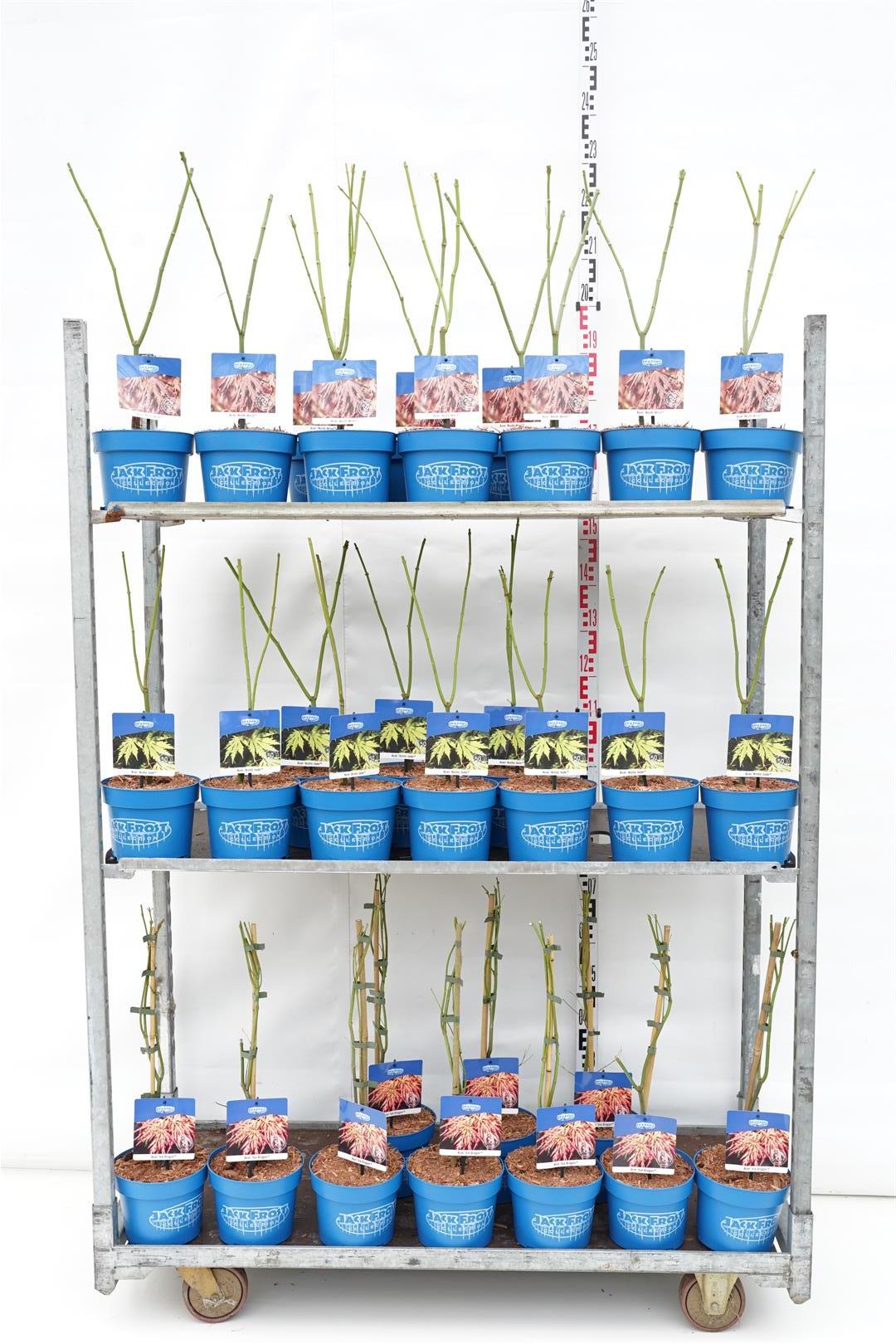 Acer (Jack Frost®) i sorter C3 (3 liters kruka) 40-50 cm