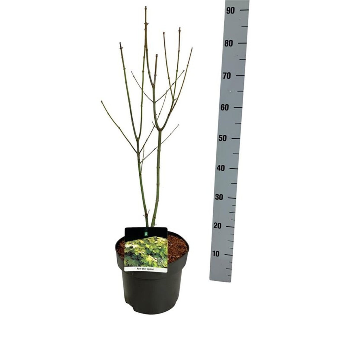 Acer shirasawanum &