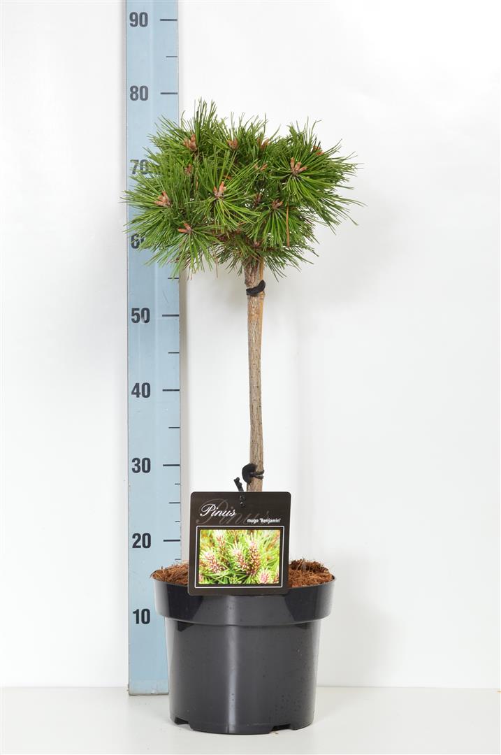 Pinus mugo &