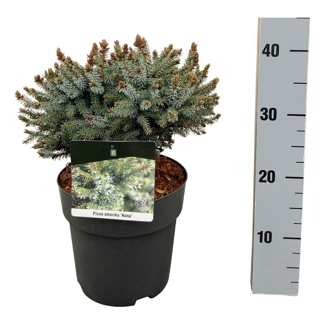 Picea omorika &