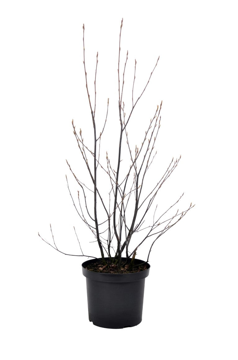 Amelanchier lamarckii C10 (10 liters kruka) 80-100 cm