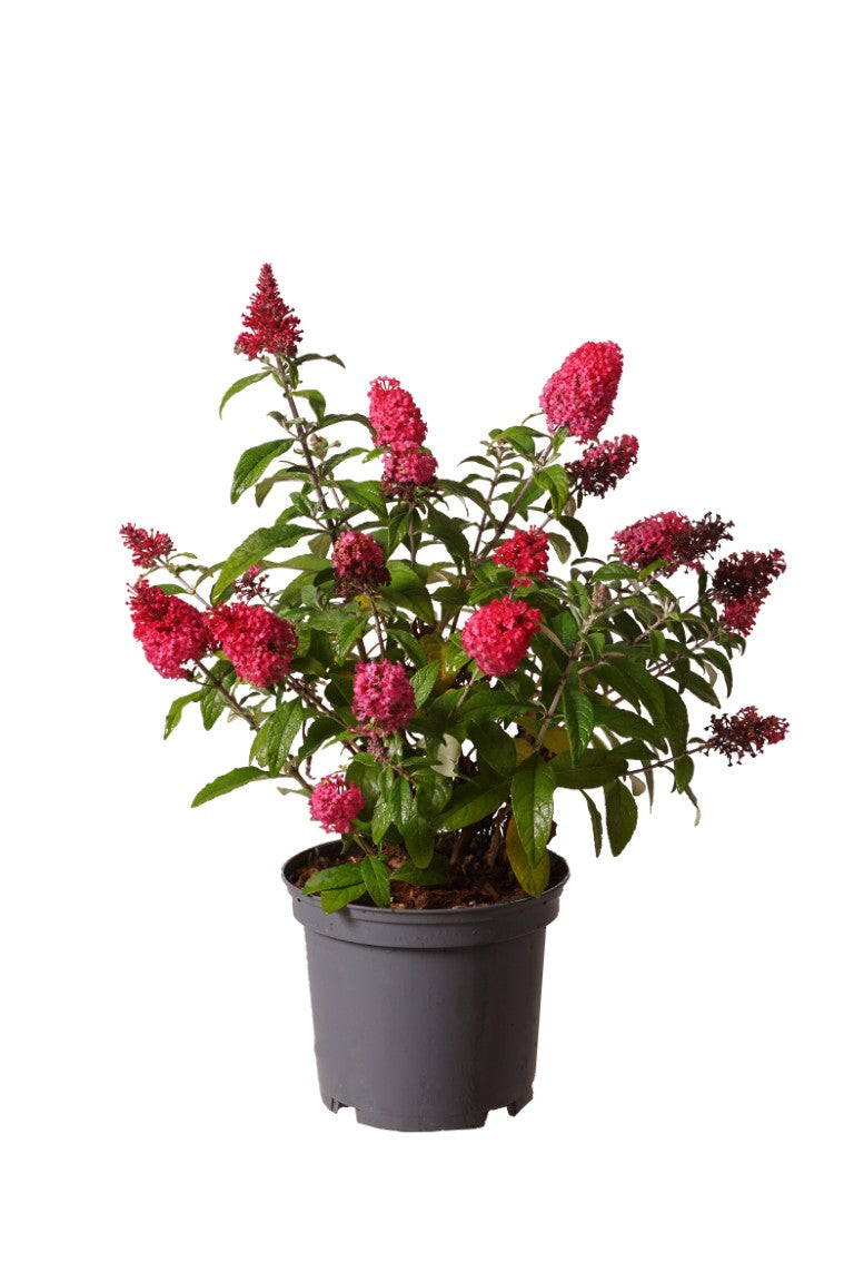 Buddleja d. &