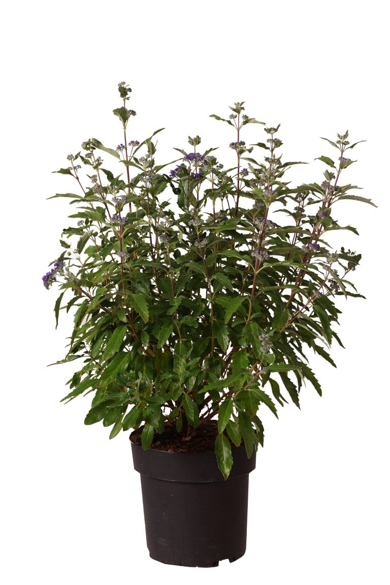 Caryopteris clandonensis &