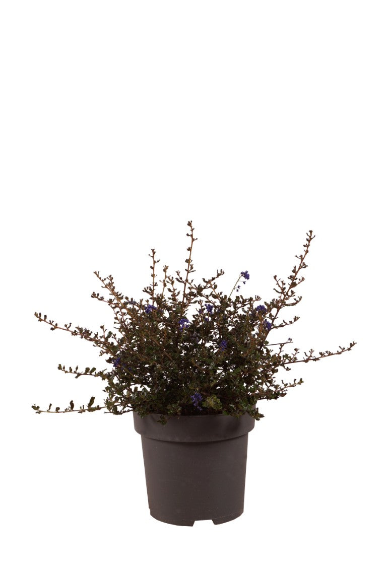 Ceanothus &