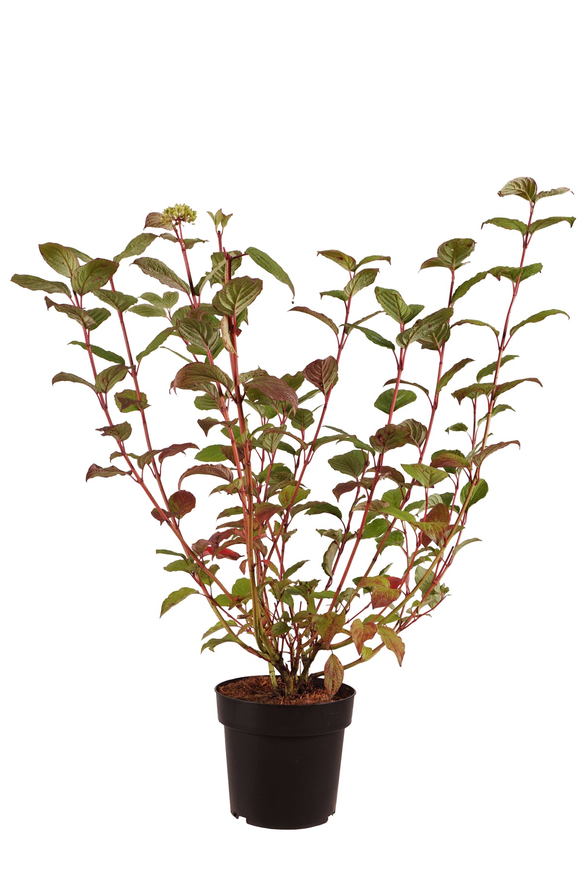 Cornus alba &