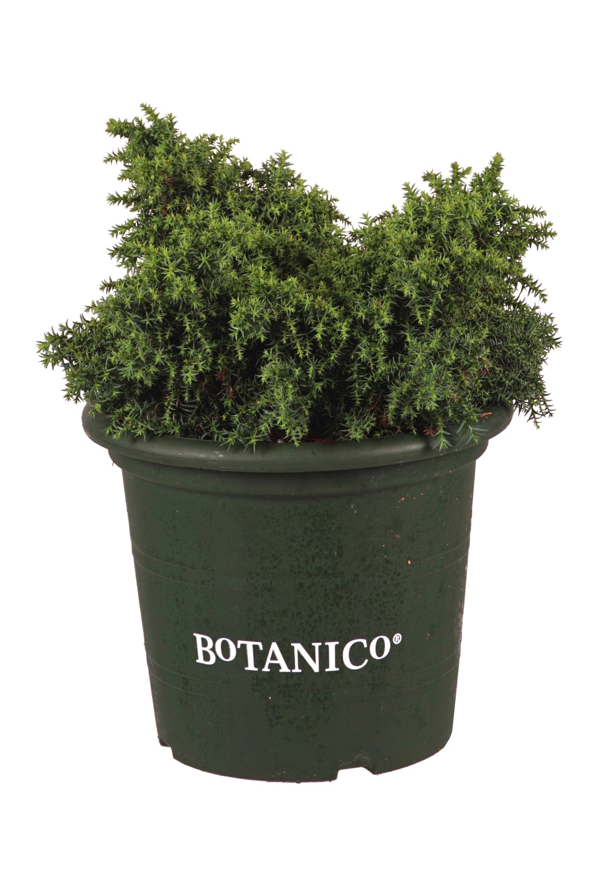 Cryptomeria japonica &