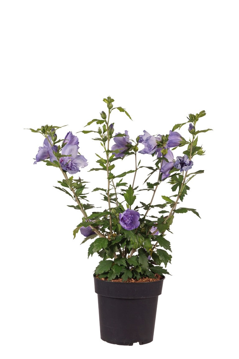 Hibiscus syr. &