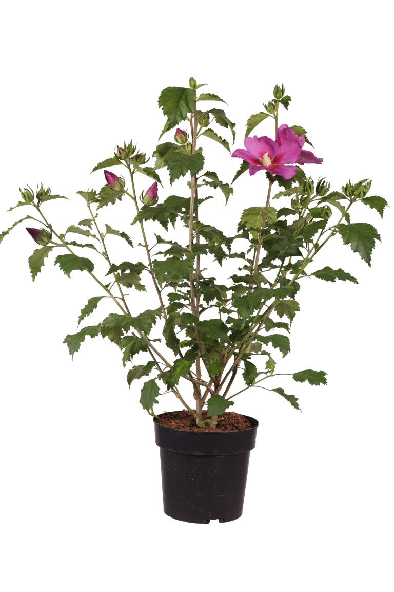 Hibiscus syriacus &