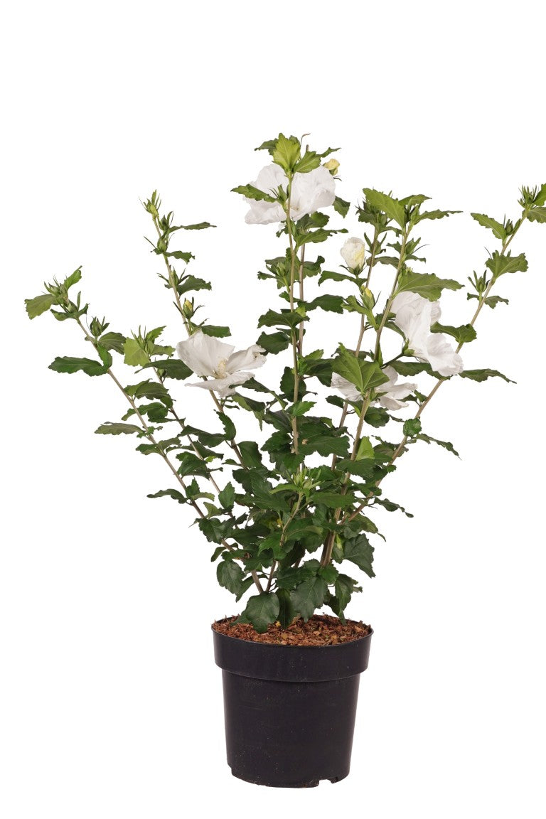 Hibiscus syr. &
