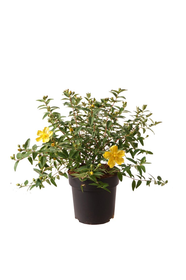 Hypericum &