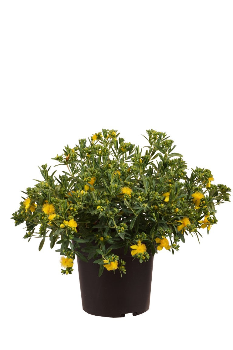Hypericum kalm. &