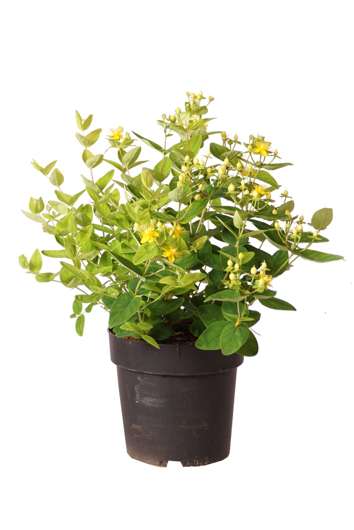 Hypericum &