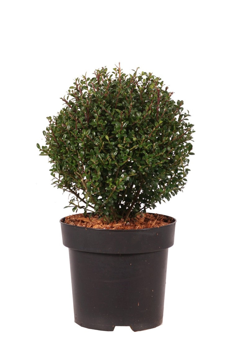 Ilex cren. &