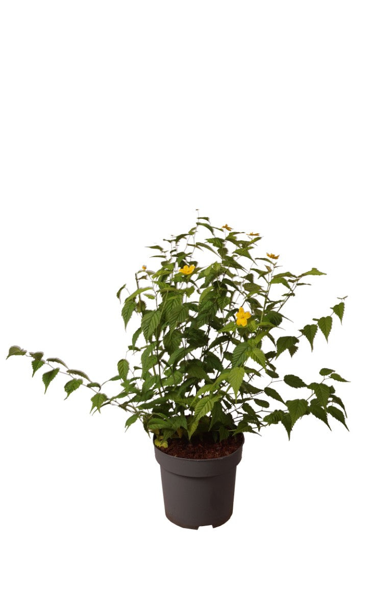 Kerria japonica &