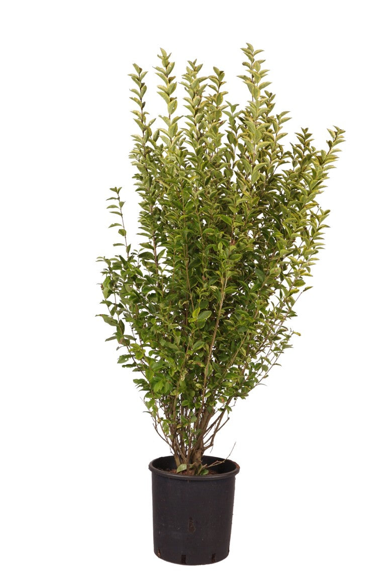 Ligustrum oval. &