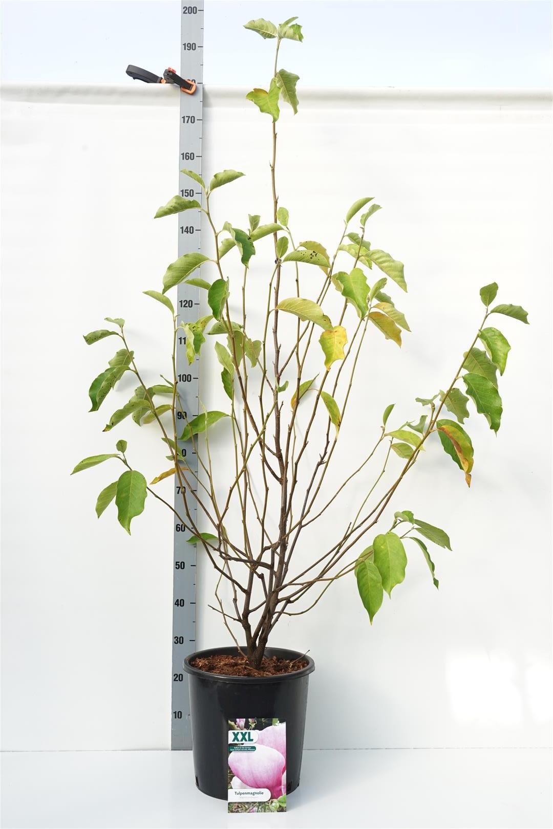 Magnolia soulangeana C18 (18 liters kruka) 100-125 cm