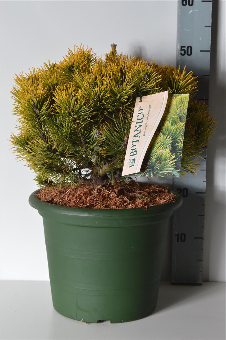Pinus mugo &