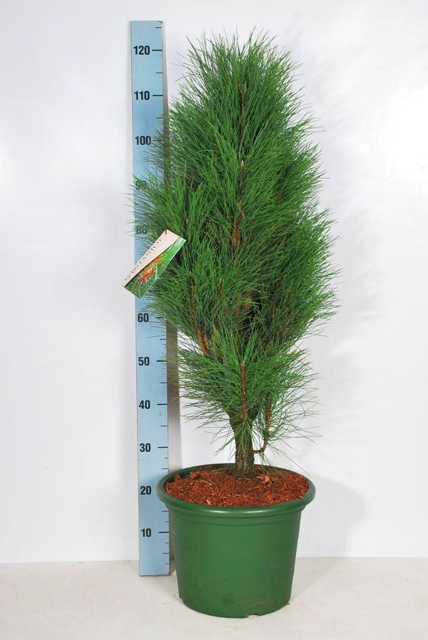 Pinus nigra &