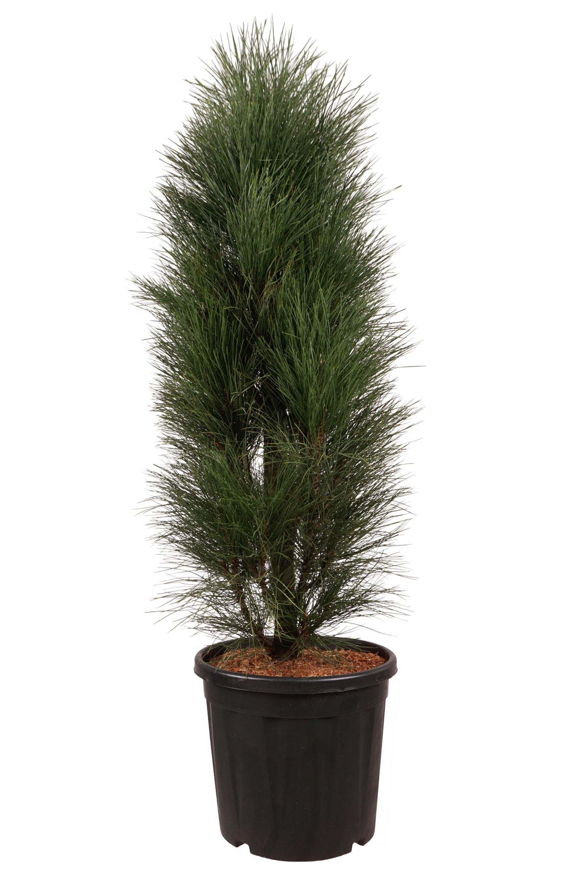 Pinus nigra &
