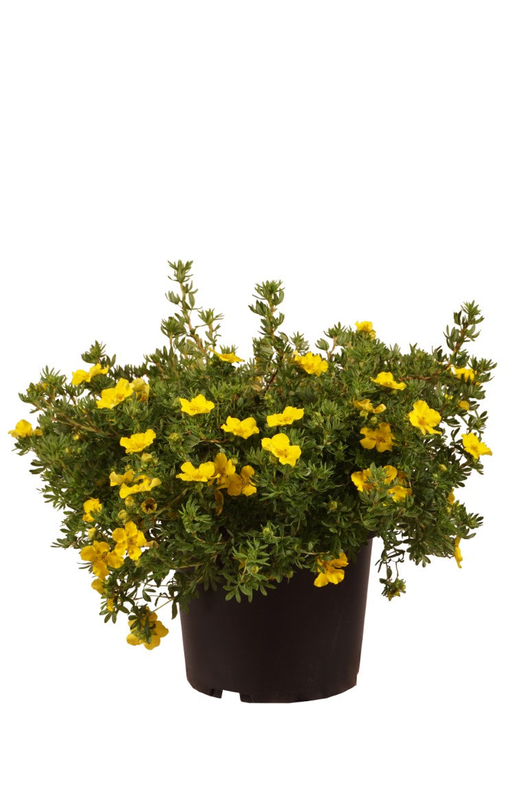 Potentilla fruticosa &