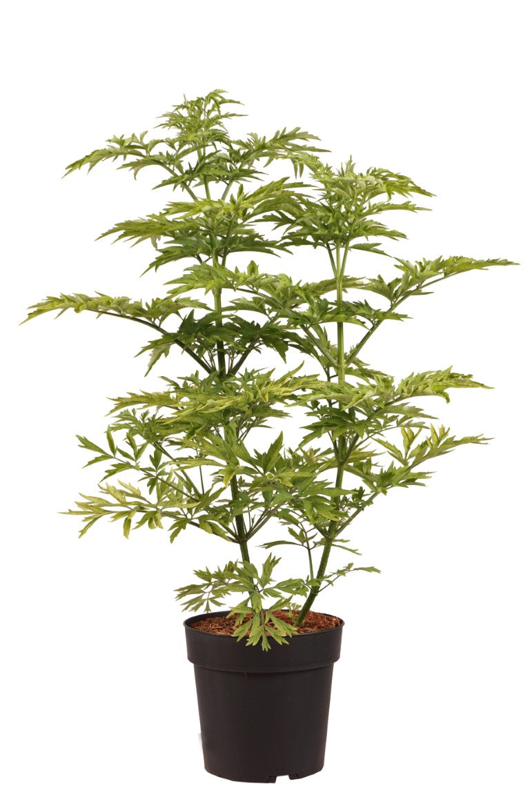 Sambucus racemosa &